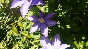 Relax. Breathe. Nature.  The Clematis 6.