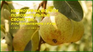 Груша — польза и вред