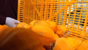 Уникальная пищевая фабрика - массовое производство