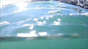 Акула в Севастопольской бухте.  Подводная охота на Чёрном море в Крыму