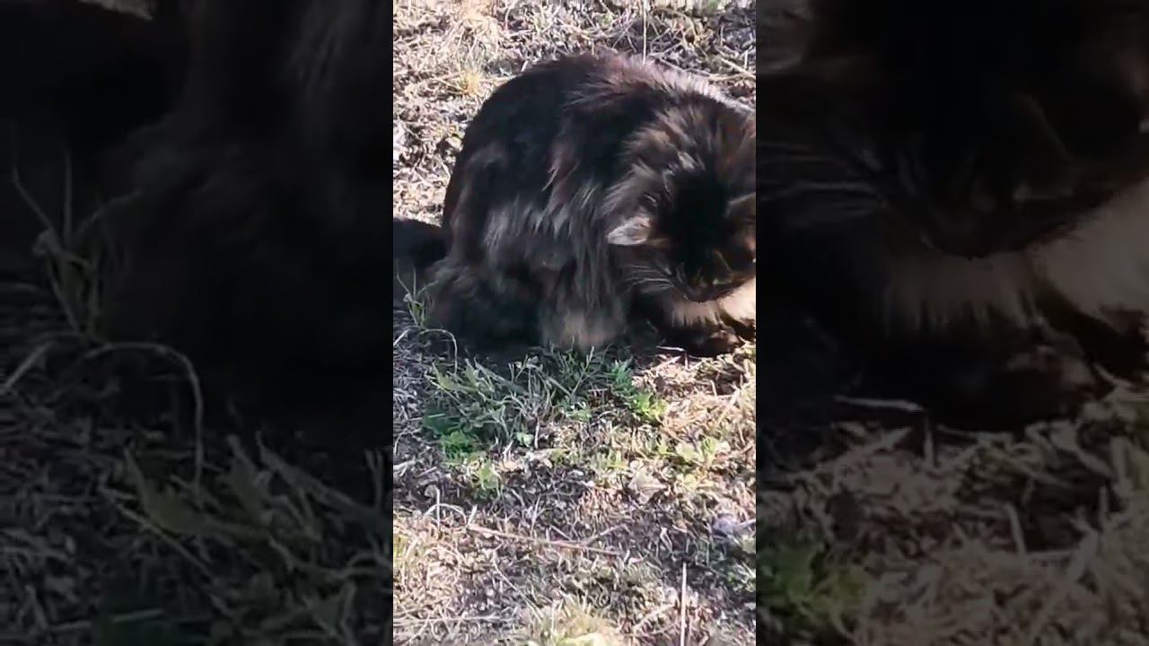 Кот на Волге #басмачлайф #cat