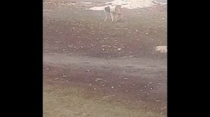 БРАЧНЫЕ ИГРЫ СОБАК