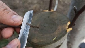 прививка яблони наглядно