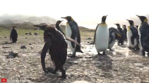 Очень Редкое Прозрачное Существо