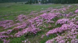 Родная Русь. (Сл. Н. Ворониной, муз. В. Анисимова, испол. Н. Старичихина.)