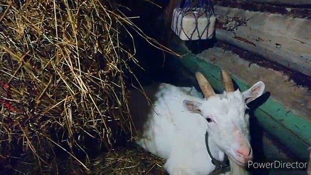 МОЛОКО, ОЧЕНЬ ВКУСНОЕ ОНО / СЕНО на букву Г...💩 смотреть онлайн