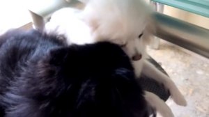 Чистим глаза и зубы шпица