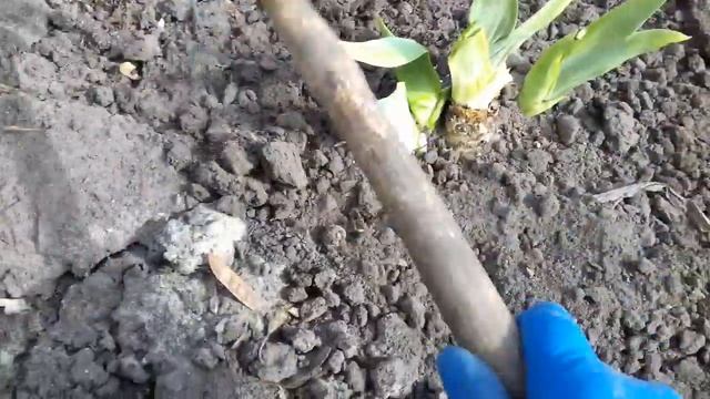 ИРИСЫ ВЕСНОЙ.НЕ ПРОПУСТИТЕ.ПЕРВАЯ ВЕСЕННЯЯ ПОДКОРМКА.
