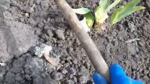 ИРИСЫ ВЕСНОЙ.НЕ ПРОПУСТИТЕ.ПЕРВАЯ ВЕСЕННЯЯ ПОДКОРМКА.