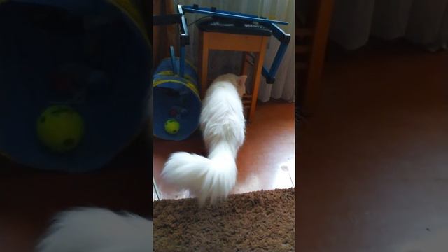 White cat shows his fluffy tail / белый кот показывает свой пушистый хвост 🐈🐈🐈
