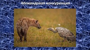 Биотические факторы | Общая экология