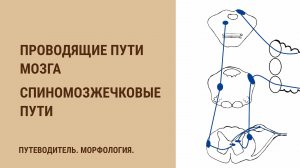 Проводящие пути мозга. Спиномозжечковые пути