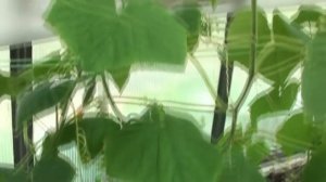 Смертельное увядание листьев огурцов!!!