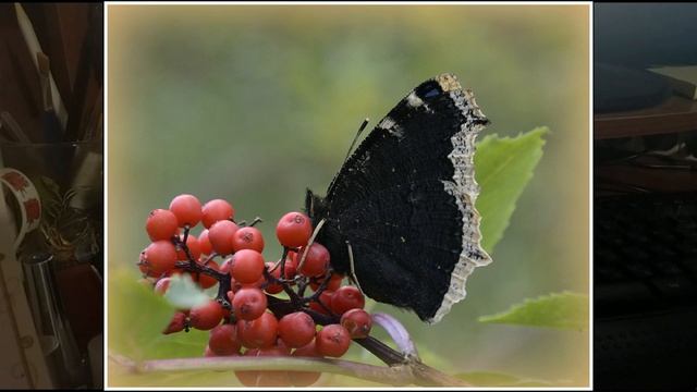 165 Траурница от Вдохновения, обзор, готовая работа и рассказ о бабочке смотреть онлайн