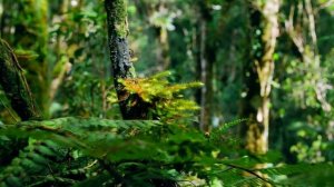 РЕЛАКСАЦИЯ для НЕРВНОЙ СИСТЕМЫ ☯ #relaxation works#study music