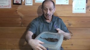 Приручение змей: зачем и как