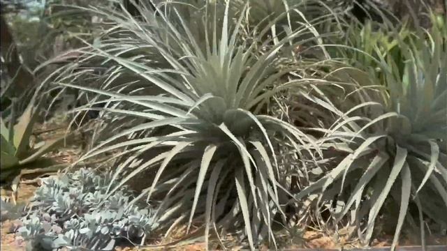 FLOWER DOME PART 2 || SUCCULENT GARDEN || THE BAOBABS || GARDENS BY THE BAY || 2022 || 4KHD || смотреть онлайн