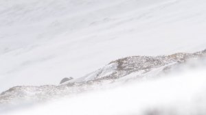 Wildlife Photography Road Trip | Mountain Hares in Cairngorms, Scotland pt 3