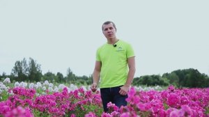 “Флокс метельчатый. Ассортимент сортов селекции Егорьевского тепличного комбината”.