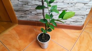 Пурша. Формирование кроны у цитруса.