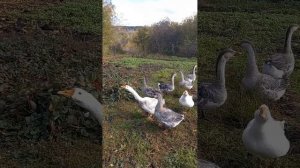 ??что мне снег,  что мне зной,  что мне дождик проливной,  когда мои дела со мной??