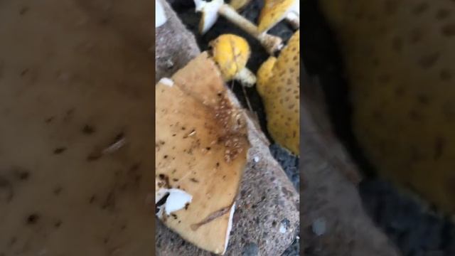 Amanita pantherina? (New England)