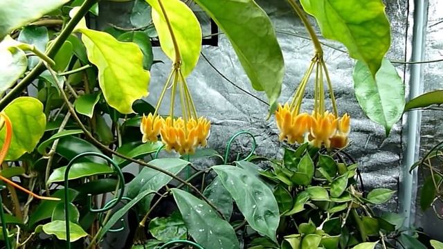 Hoya lasiantha - The Final Word смотреть онлайн