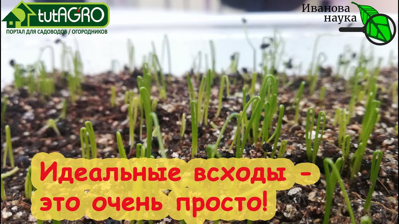 ИДЕАЛЬНАЯ ПРИСЫПКА... ДЛЯ СЕМЯН! С этой присыпкой не будет мух, грибков и черной ножки! Всходы класс