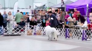 Комондор - венгерская овчарка с белыми дредами: описание породы собак