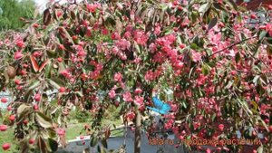 Яблоня декоративная Роял Бьюти (malus royal beauty) ? обзор: как сажать, саженцы яблони Роял Бьюти