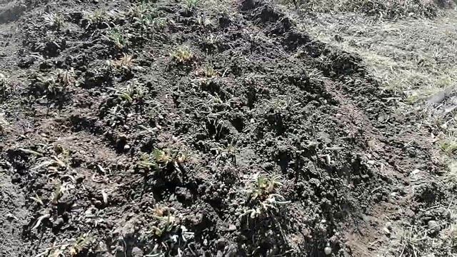 #Лесозаводск. Выходной на даче. Что я делаю не так? смотреть онлайн