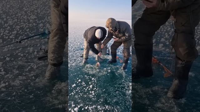 Поимка судака более 8 кг. Капчагайское водохранилище.