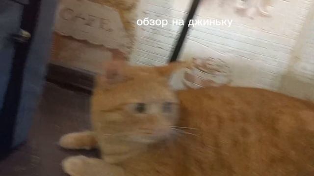 Обзор на кошку Джинни смотреть онлайн