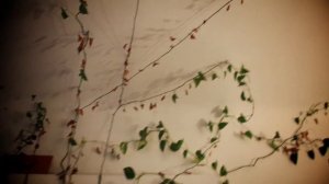 Новый куст. видеопоэзия