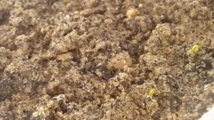 Посадка семян голубой ели.  Первые ростки