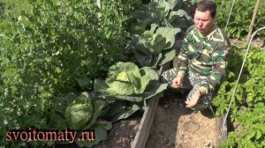 Ранняя кочанная капуста. Причины растрескивания