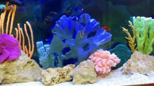 CGI Aquatic Care