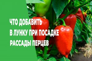 Что добавить в лунку при высадки рассады перцев,чтобы они быстро прижились и пошли в рост.