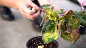 Цикламен. Условия выращивания и болезни.