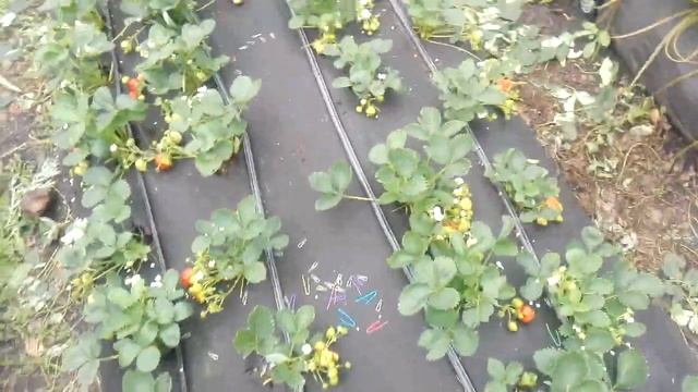 Клубника Королева Елизавета 2 в Средней полосе России смотреть онлайн