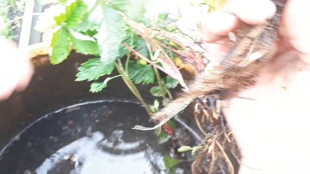 Земляника. Размножаем методом деления куста.