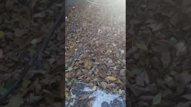 День 9.Шампиньоны растут. смотреть онлайн