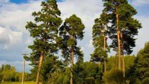 Людмила Зыкина. Сосны