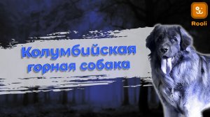 Колумбийская Горная: Очарование и Стойкость Стражей Горных Вершин