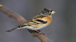 Пение птиц - Вьюрок (юрок)