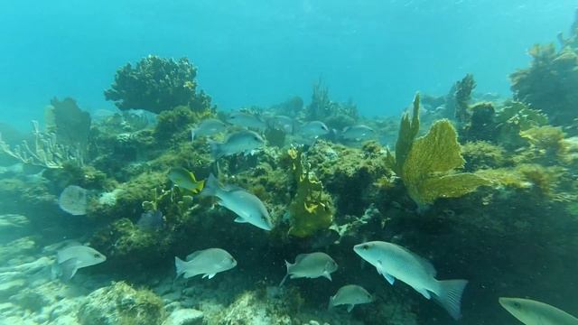 Куба Кайо-Коко Дайвинг #3 смотреть онлайн