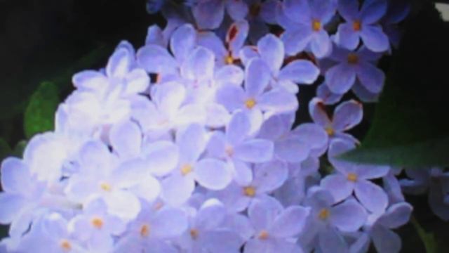 Бесконечно-нежно, Автор-исполнитель - Ника Сигал смотреть онлайн