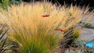 Молиния голубая Мурфламм (molinia caerulea) ? Мурфламм обзор: как сажать, саженцы молинии Мурфламм