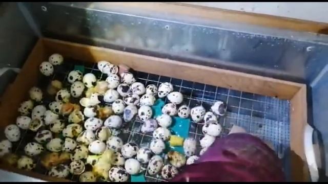 техасцы вылупление перепелов