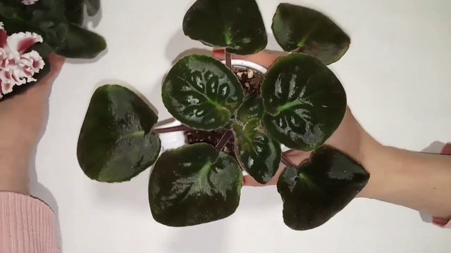 Как ускорить цветение фиалок? Что влияет на сроки цветения? Фиалки у Алисы. смотреть онлайн